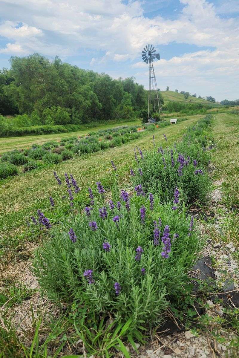 Lavender Hills Farm, Mineral Point, Iowa County