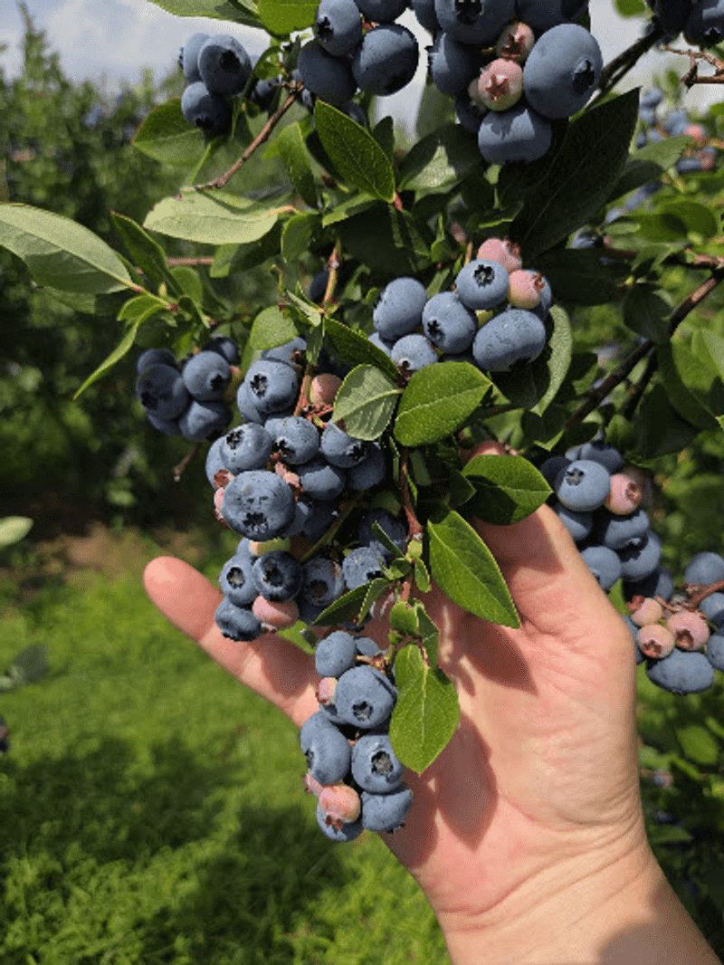 Blueberry Picking Feels Like A Summer Treasure Hunt