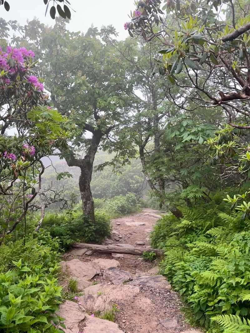 Craggy Gardens Trail