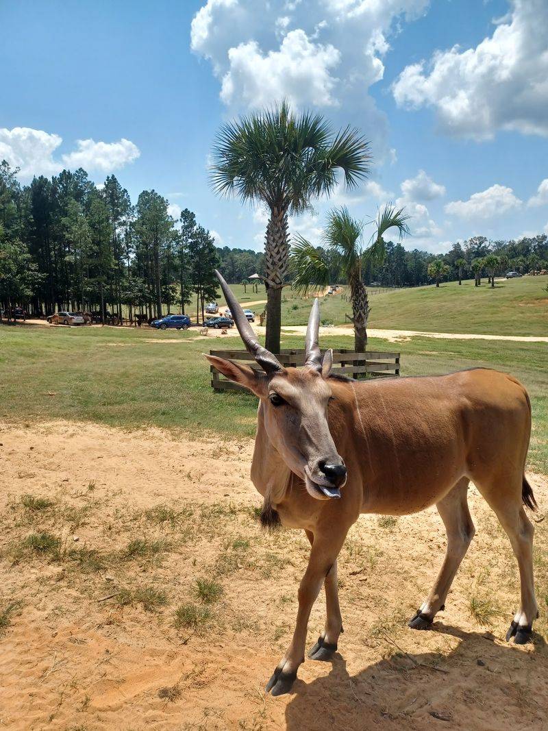 Eudora Wildlife Safari Park, Lexington, Lexington County