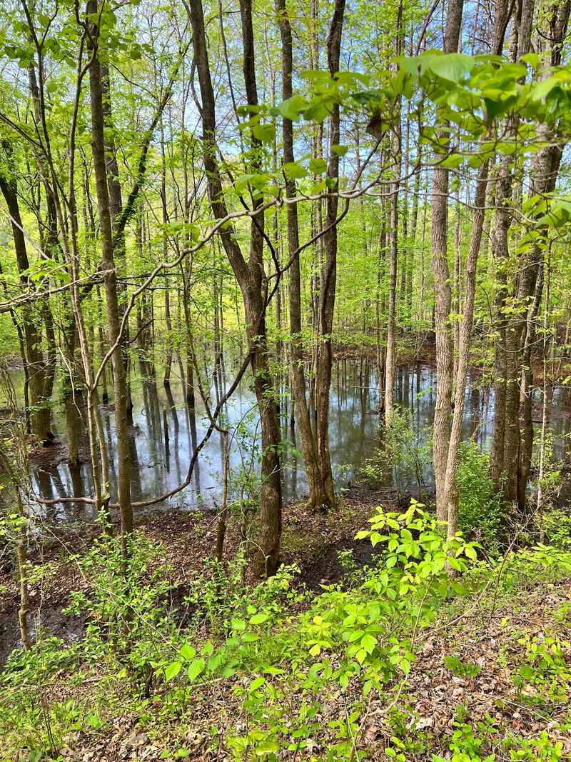 Look for Wildlife Along the River