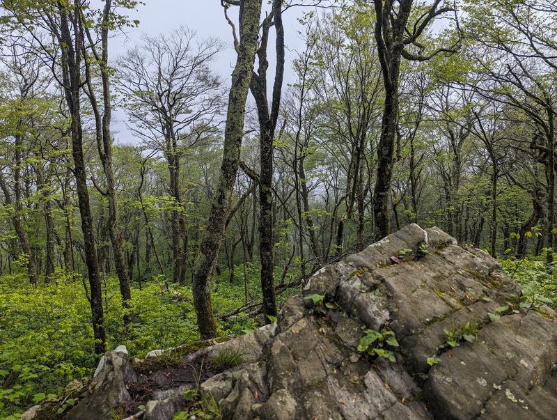 Elk Knob Summit, Bakersville, Mitchell County