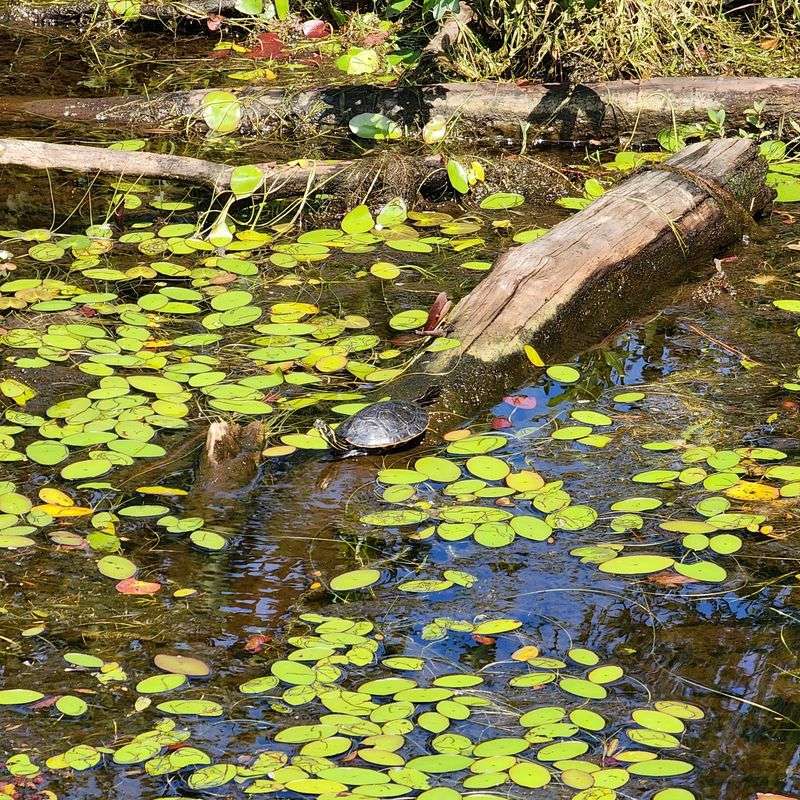 Wildlife Watching Turns a Walk Into a Treasure Hunt