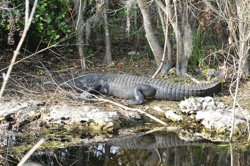 The Alligator Hole Adds A Wild Ending