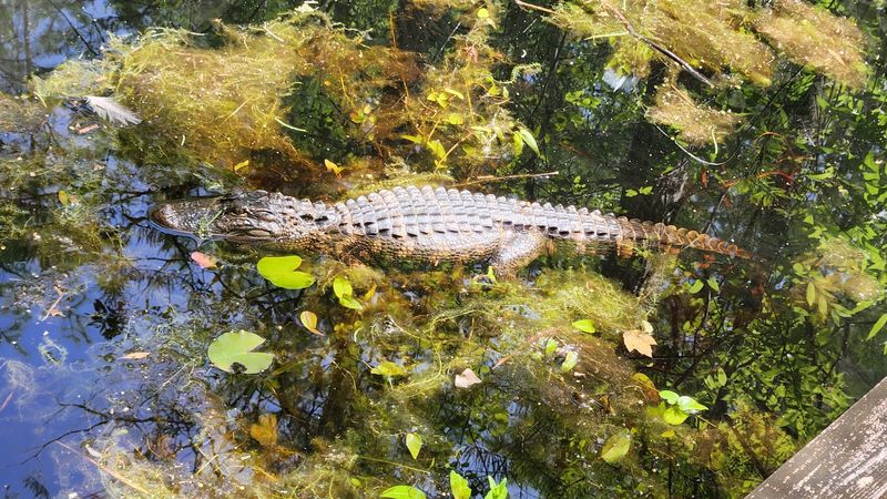 Alligators Might Be Watching From the Water