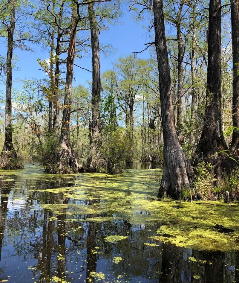 Wildlife turns every paddle into a treasure hunt