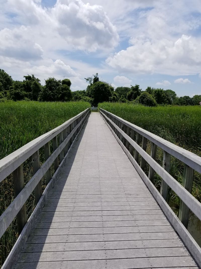 Port Penn Observation Deck - Augustine Wildlife Area