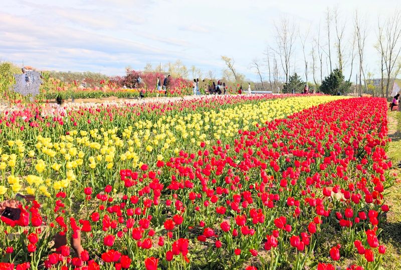 Tulip Beds Bursting With 85 Varieties