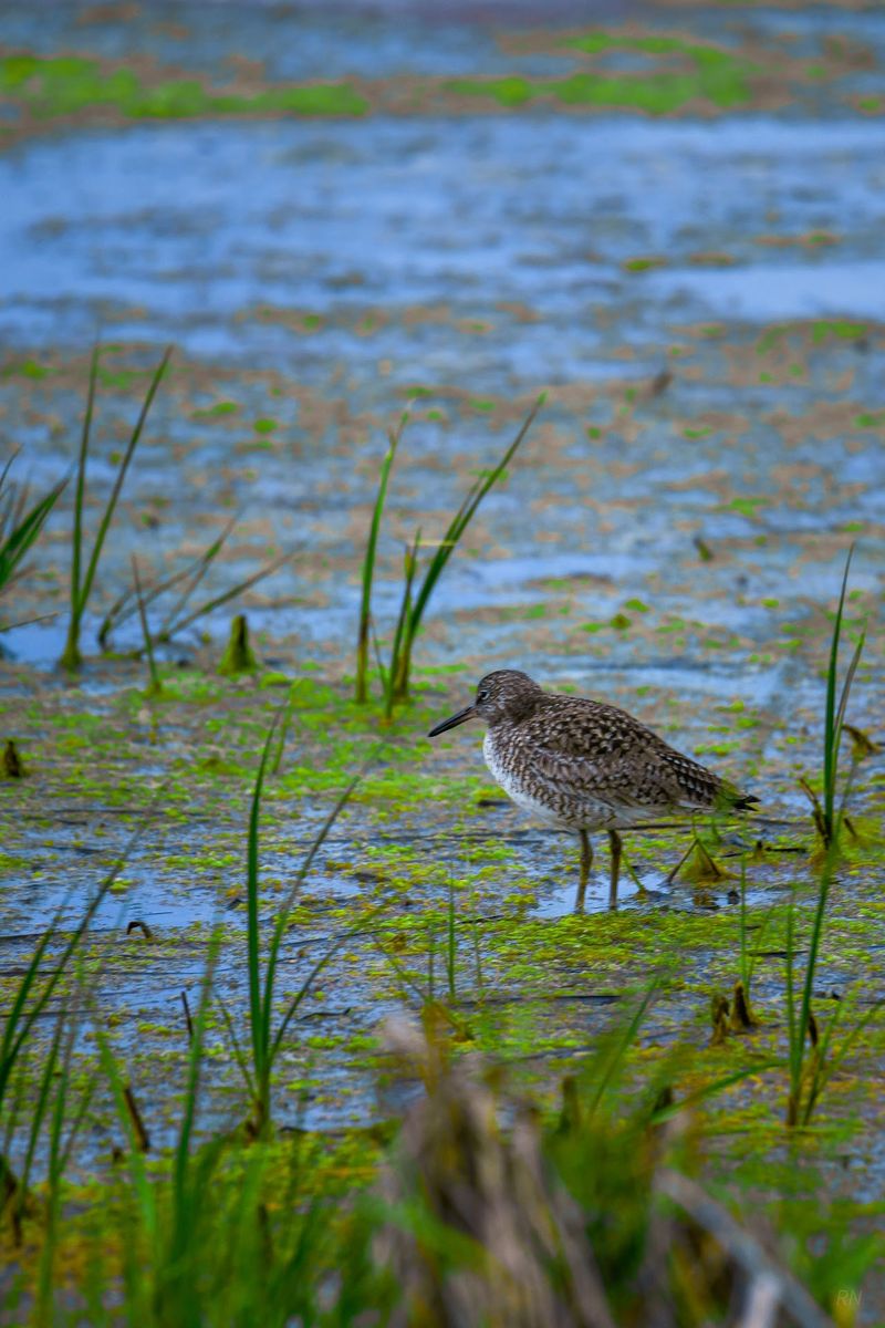 Bombay Hook National Wildlife Refuge, Smyrna, Kent County