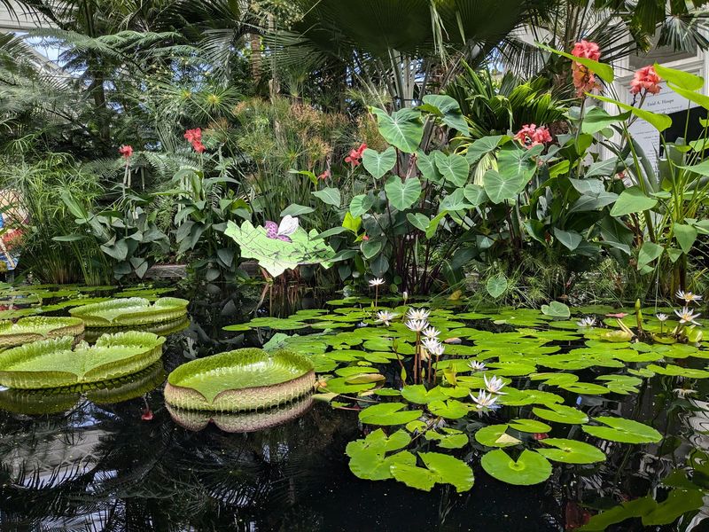 Water Lilies Add a Quiet Touch of Magic