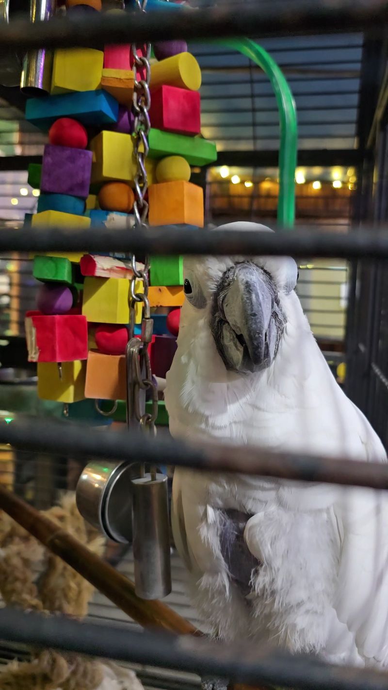 The Rescued Exotic Bird Sanctuary