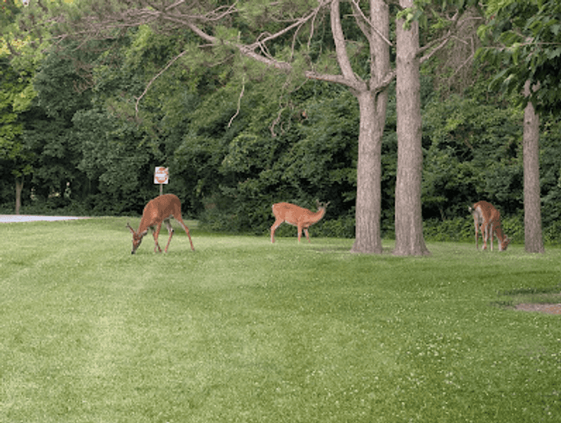 Wetlands And Wildlife Watching