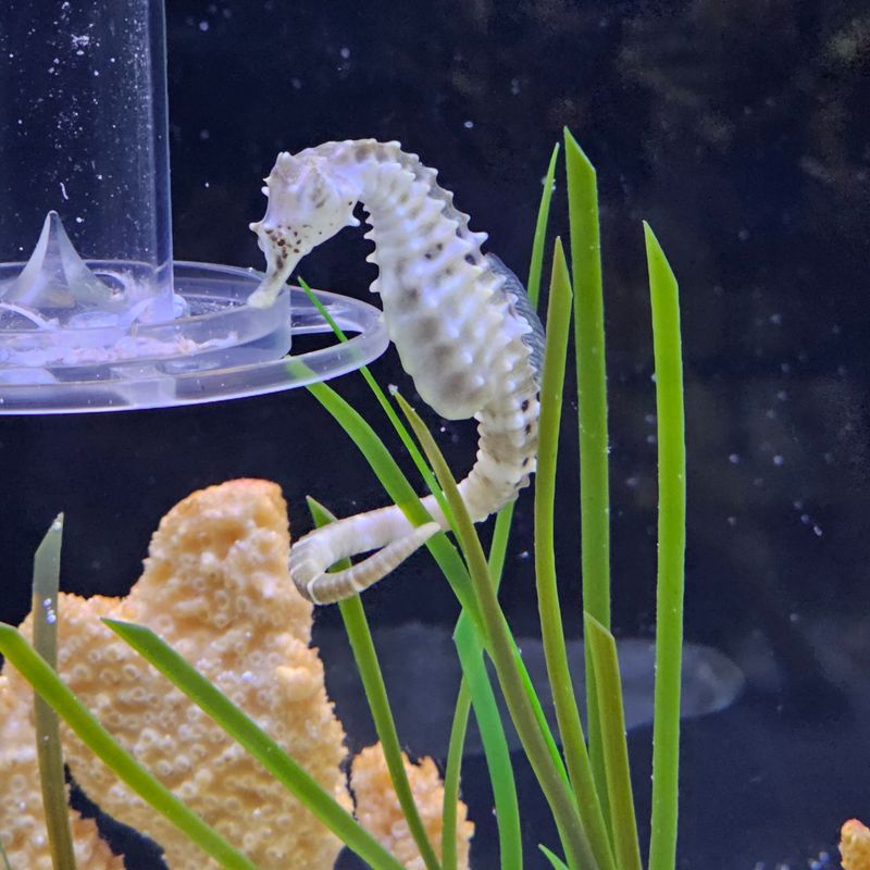 Learn Why This Tiny Aquarium Has Such a Big Place in Detroit History