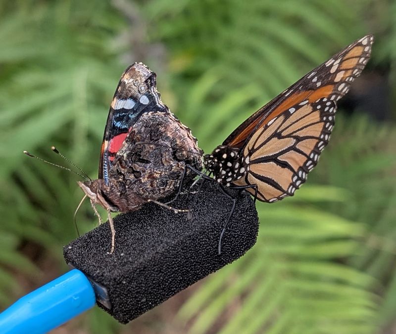 Butterfly Moments That Bring Out Everyone's Inner Kid