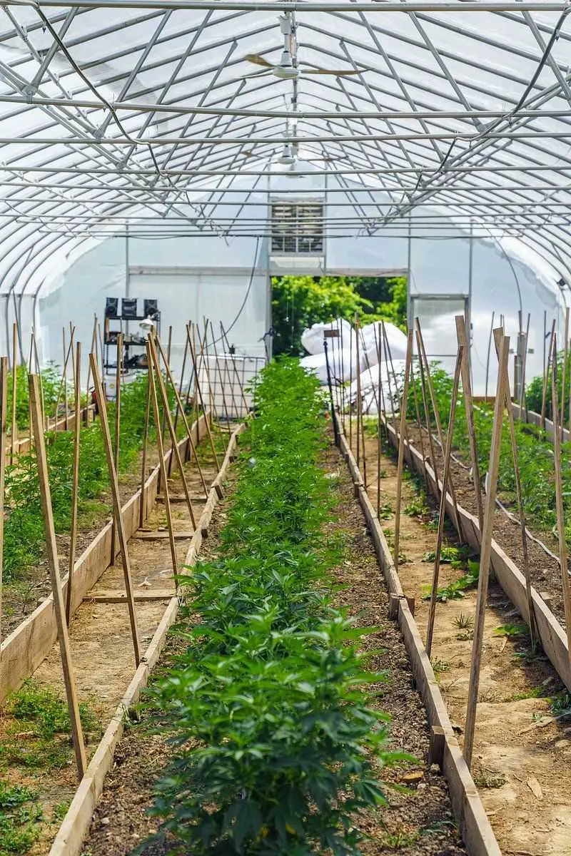 Detweiler's Organic Amish Greenhouse - Dover