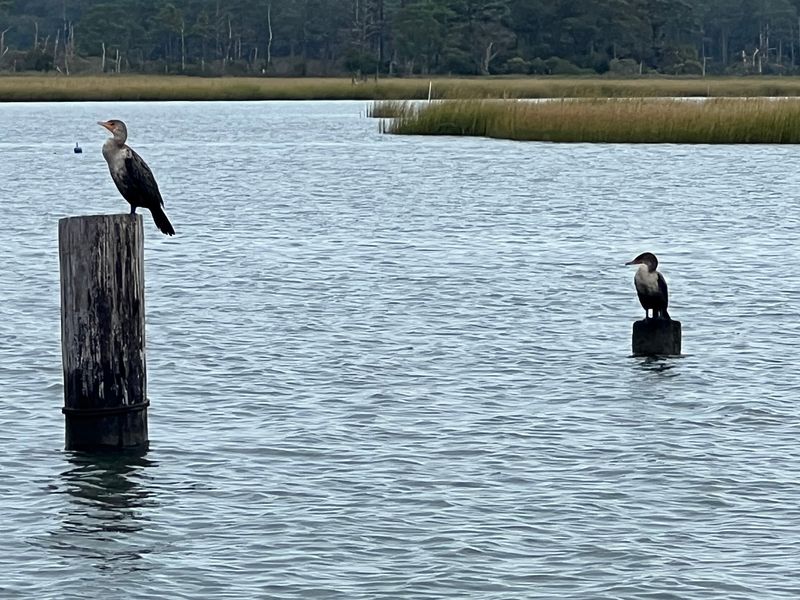Birdwatching With Big Rewards