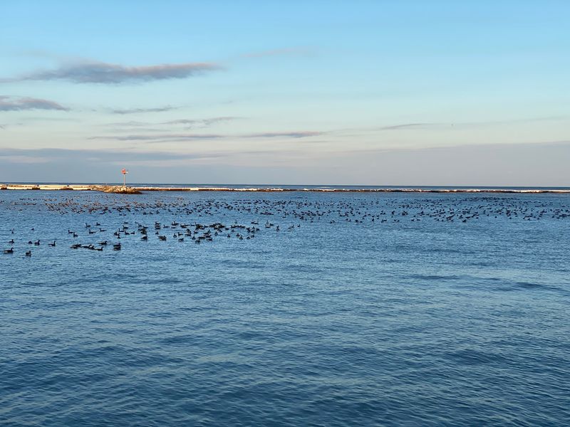 Port Washington Avian Sanctuary