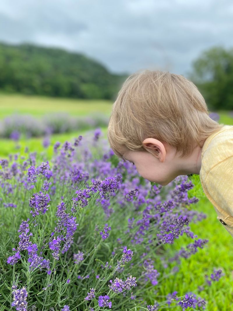 Lavender Ridge Farm, Prescott, Pierce County