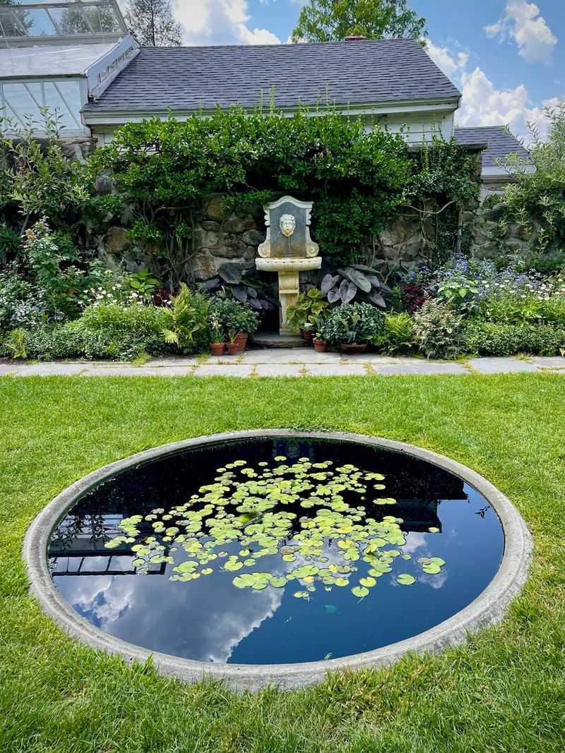 The Enchanting Lily Pad Pond With Hidden Surprises