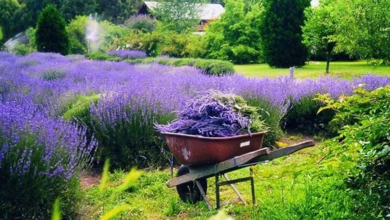 Lavender Fields at Warrington Manor - Milton