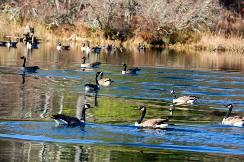 Forest Escape at McLean Game Refuge