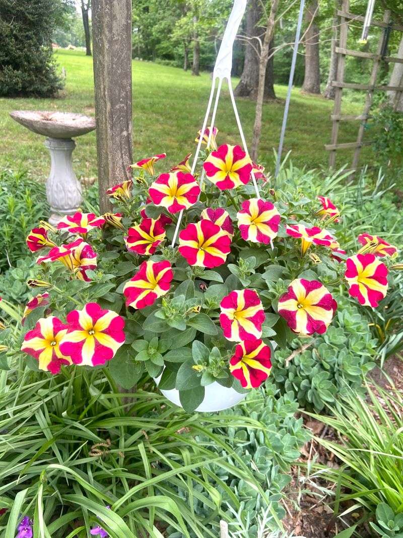 Dogwood Glenn Amish Greenhouse - Hartly