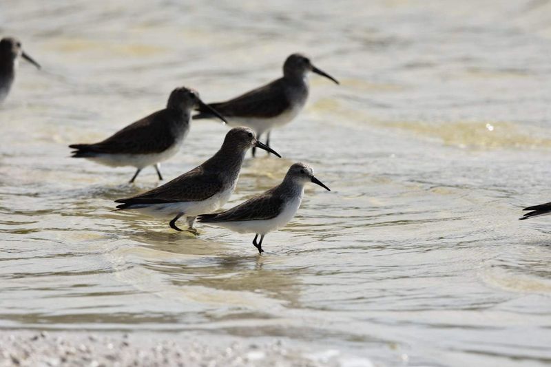 Wildlife Surprises Beyond The Shoreline