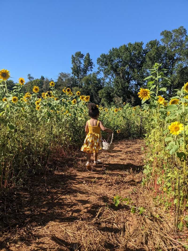Why Kids Usually Love The Maze