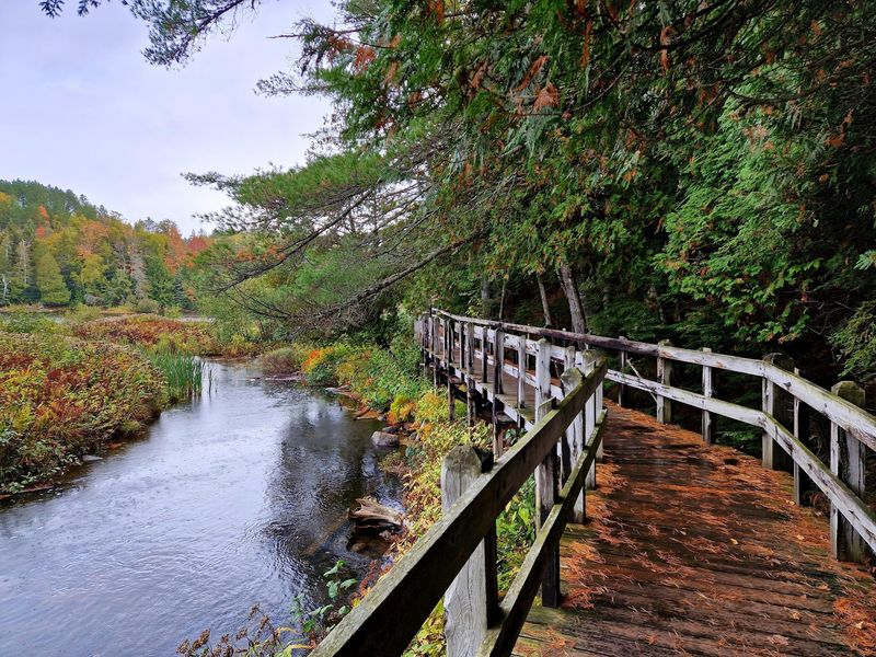 Giant Pines Loop