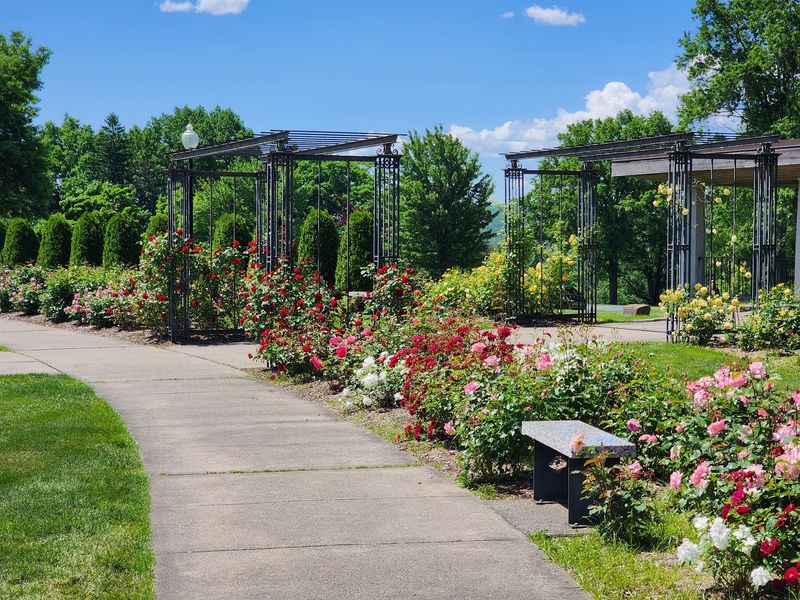 A Blooming Pause at Walnut Hill Park Rose Garden - New Britain