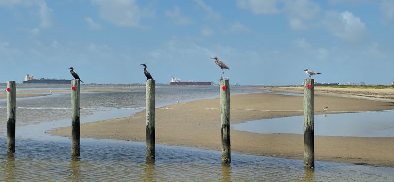 Bolivar Flats Shorebird Sanctuary