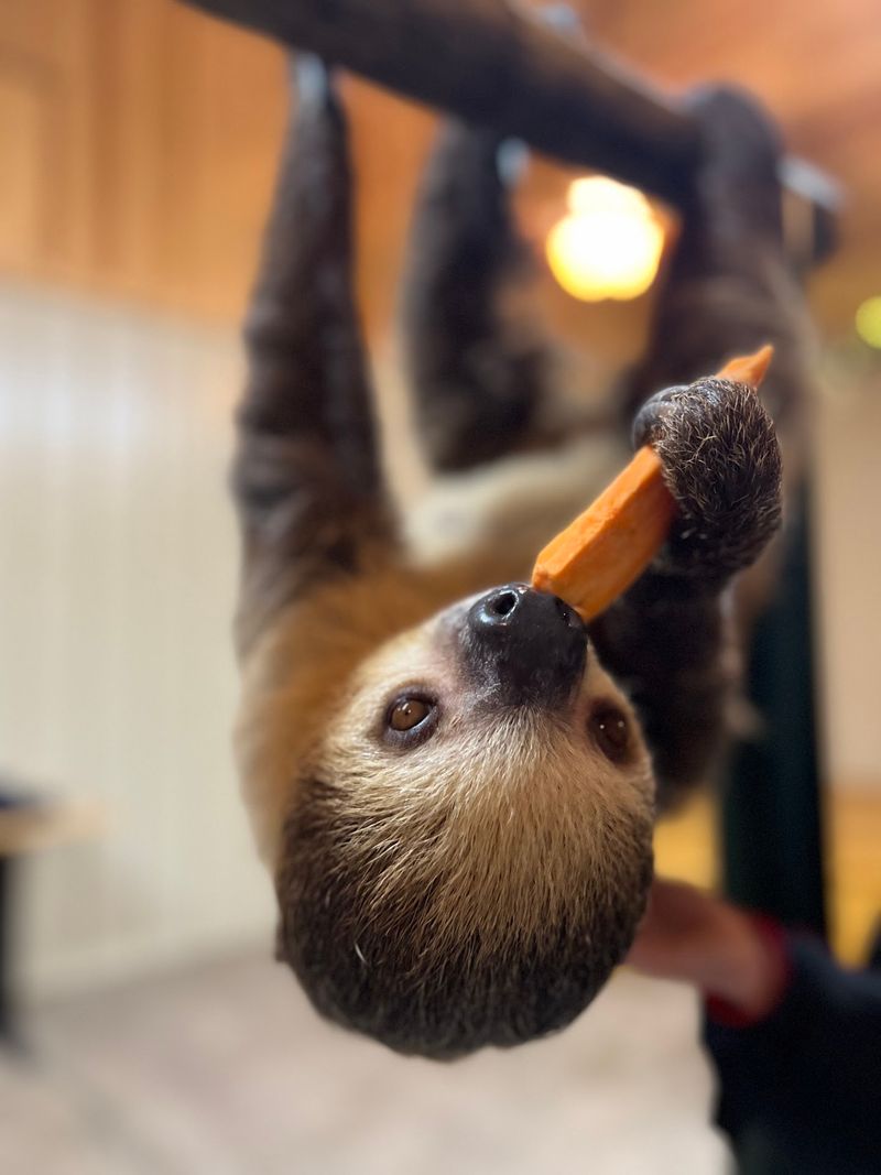 Bee City Zoo & Honey Bee Farm, Yemassee, Beaufort County