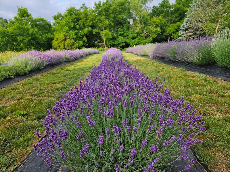 Lo Lay Lar Lavender, Viroqua, Vernon County
