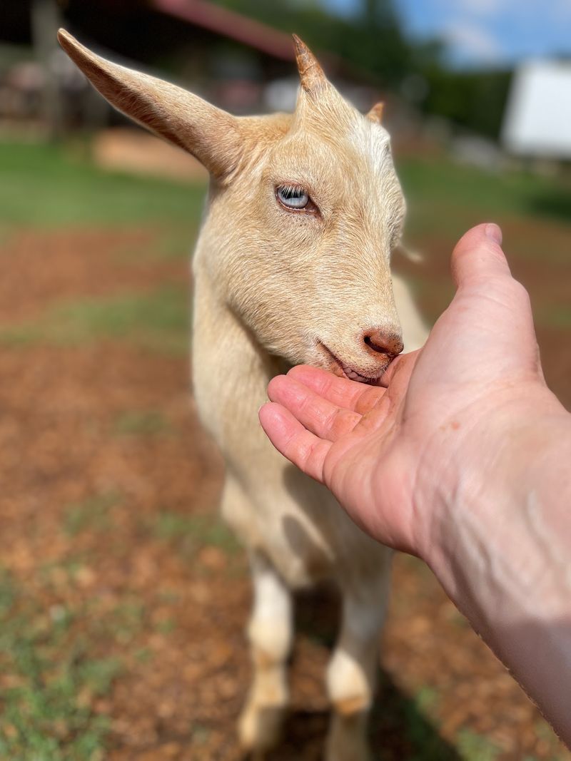 Capture Plenty of Baby-Goat Photos