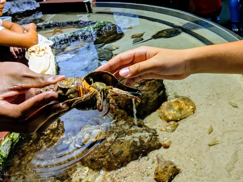 Discover Fossils From Virginia's Own Region
