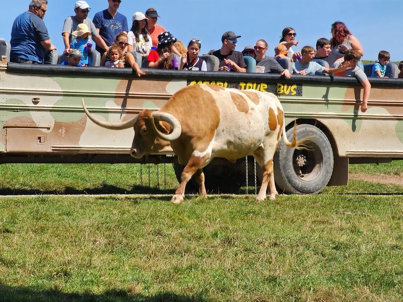 Safari Rides That Feel Like a Real Adventure