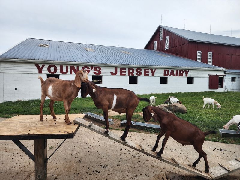 Young's Jersey Dairy, Yellow Springs, Greene County