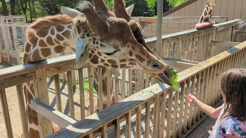 Lettuce Meets Long Necks At The Giraffe Feeding