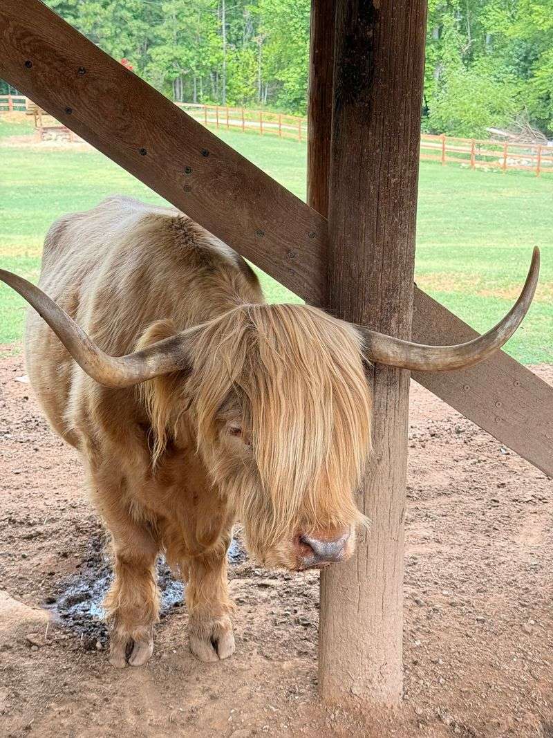 Say Hello to the Farm's Other Animals