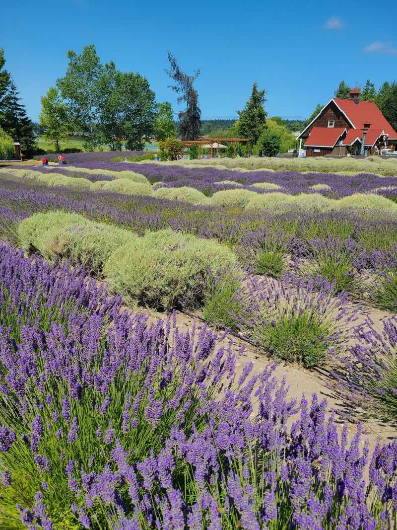Purple Haze Lavender, Wichita Falls, Wichita County