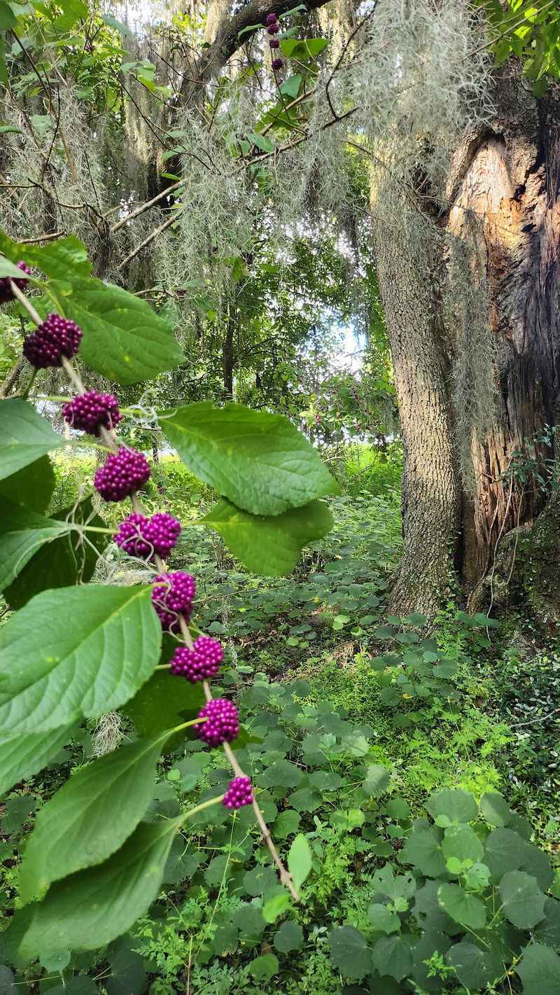 Explore the Enchanted Forest