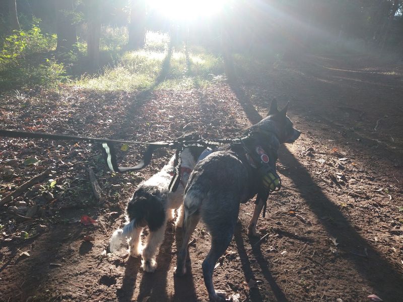 A Dog-Friendly Escape Everyone Can Enjoy