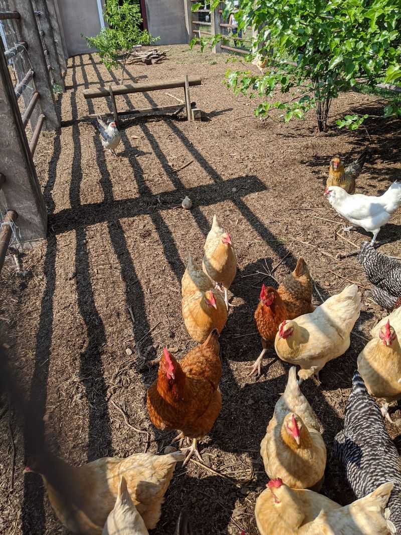 Auer Farm, Bloomfield, Hartford County