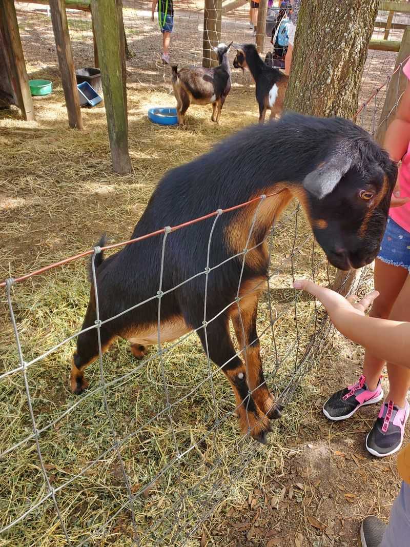 Santa's Farm - Eustis