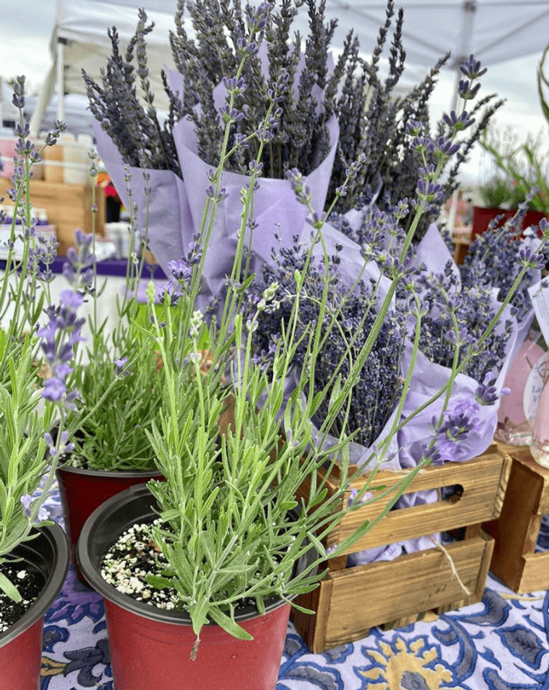 Lavender Fields at Warrington, Felton, Kent County
