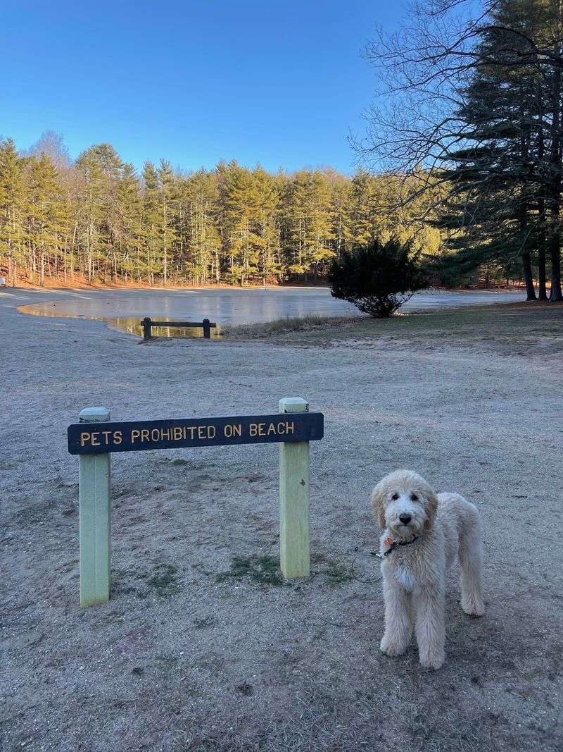 A Softer Kind of Outdoor Day - Stratton Brook State Park Trail