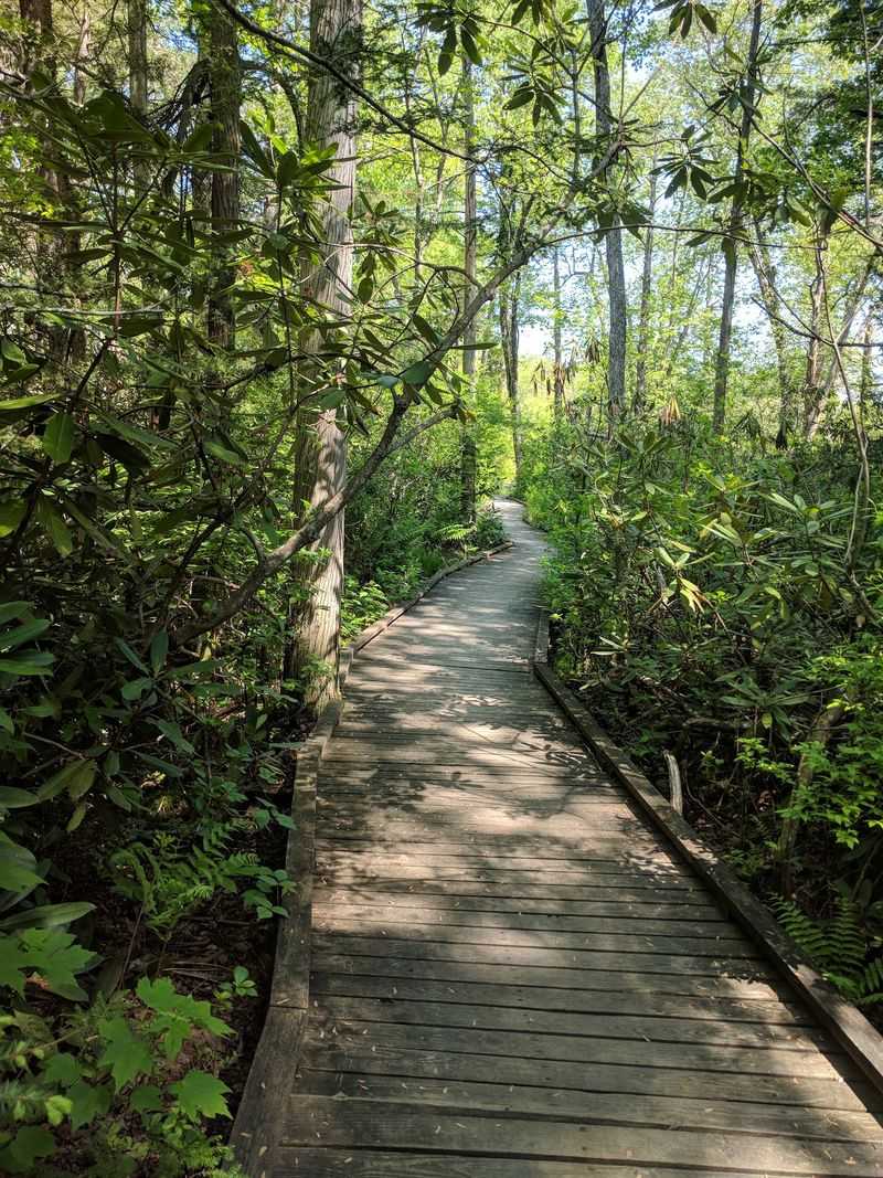 Big Woods Possibility in Pachaug State Forest