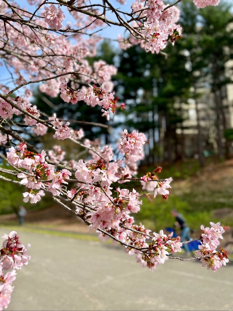 Case Estates of Arnold Arboretum - Weston, Middlesex County