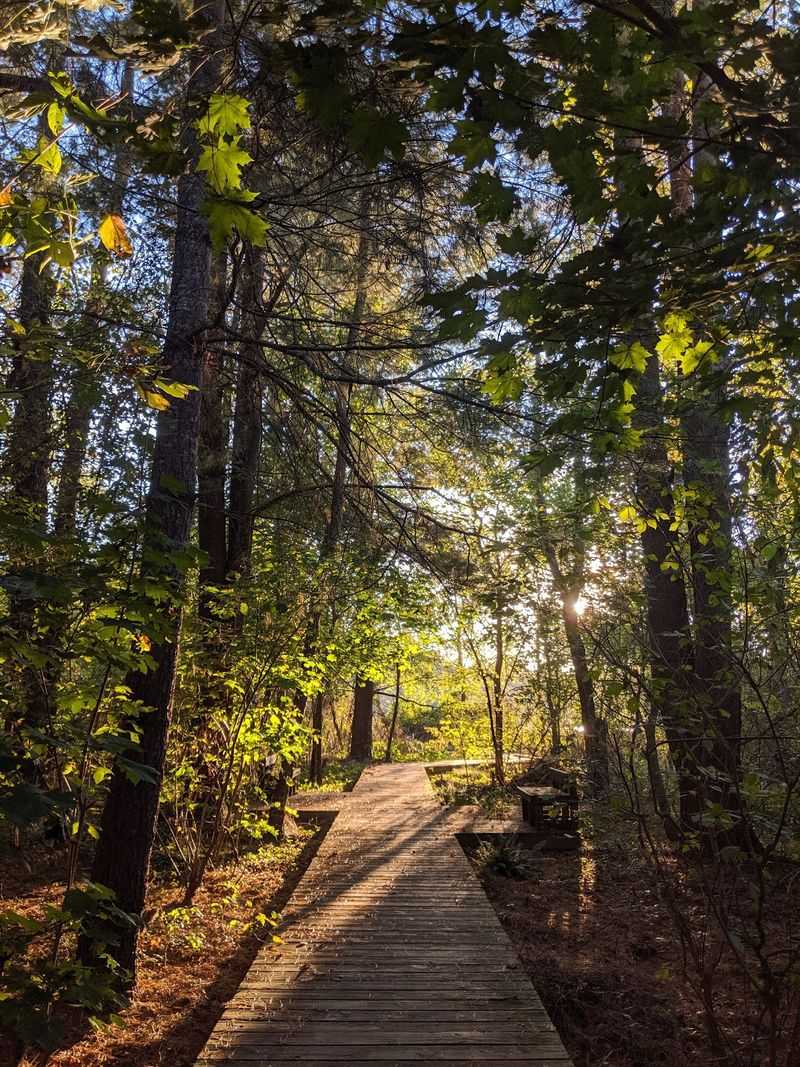 Birdsong Beside the Boardwalk - Beaver Lake Bird Sanctuary in Asheville, Buncombe County