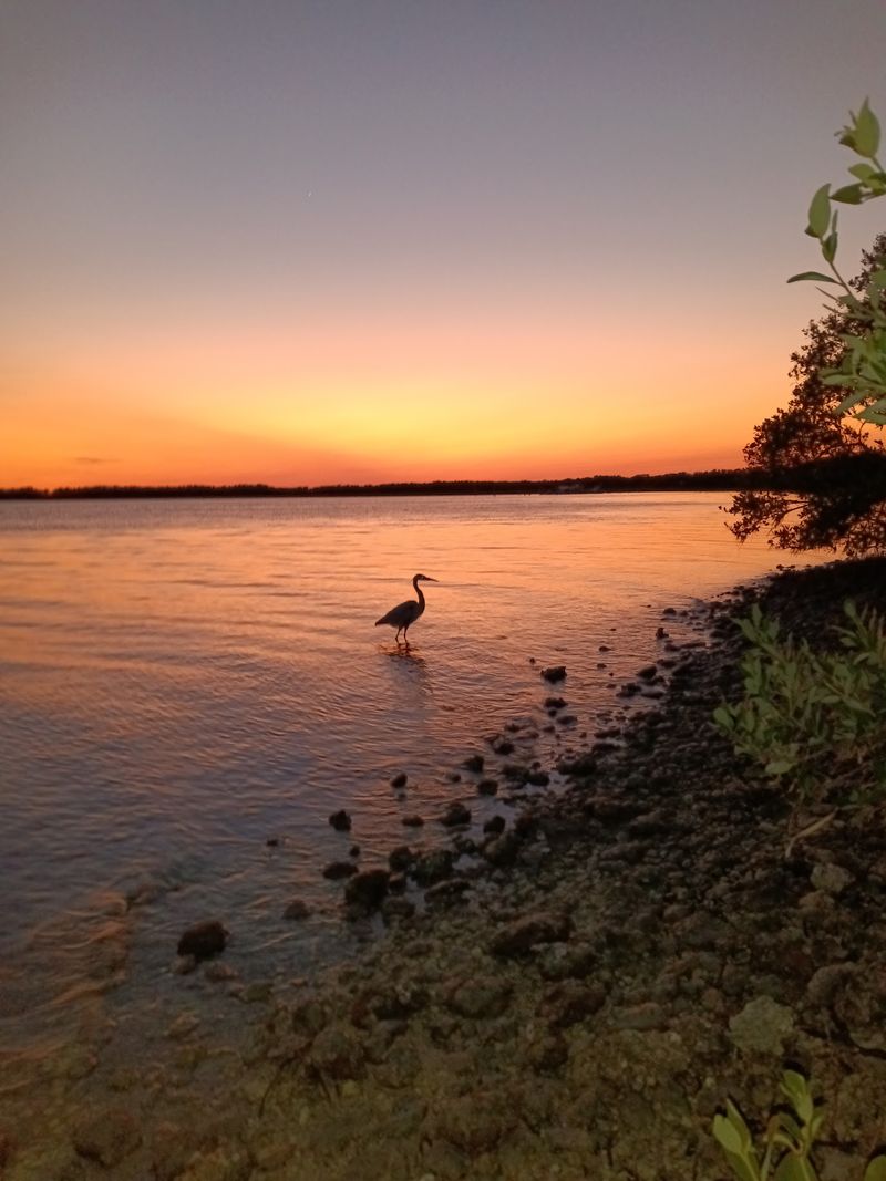 Honeymoon Island State Park, Dunedin, Pinellas County